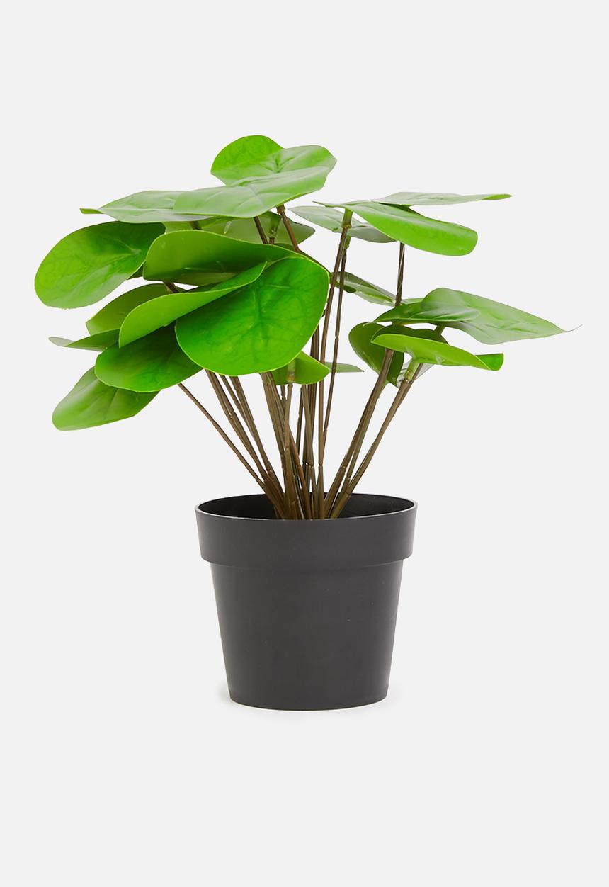 H&S - Pilea potted plant