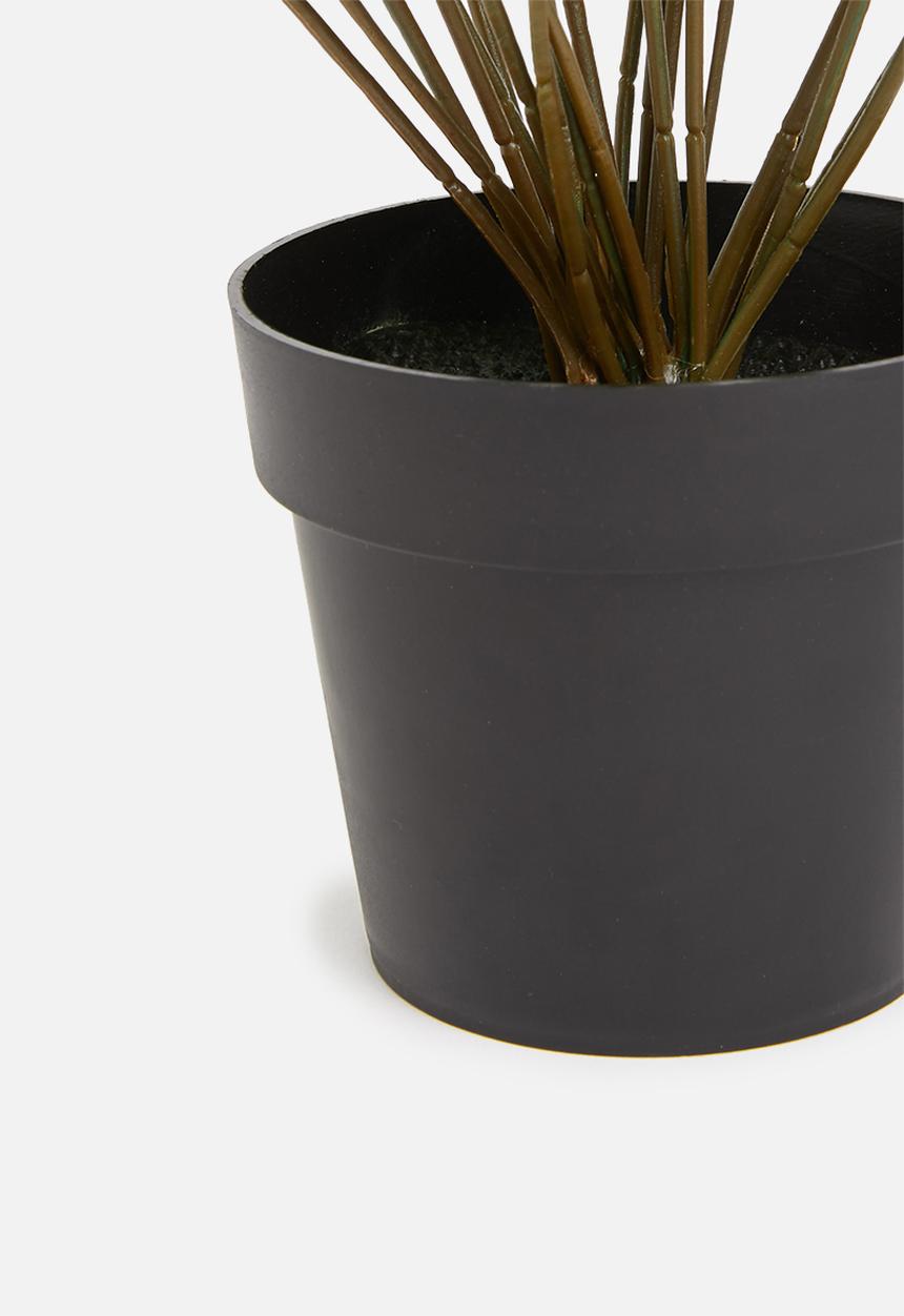 H&S - Pilea potted plant