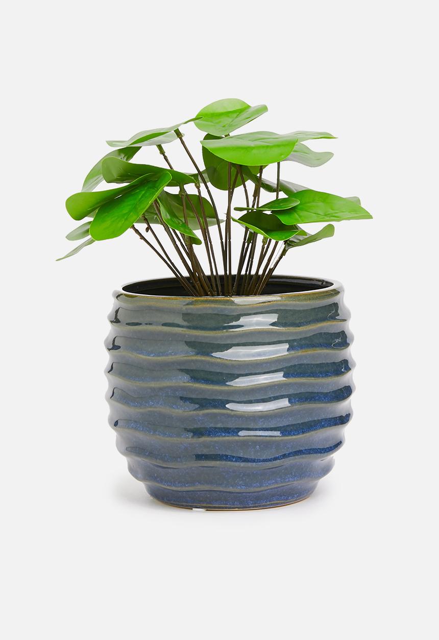 H&S - Pilea potted plant