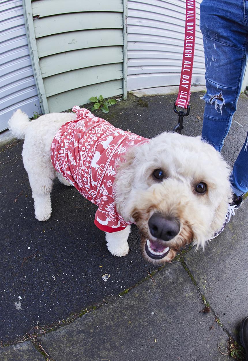 Typo - Dog tee-rude reindeer red!