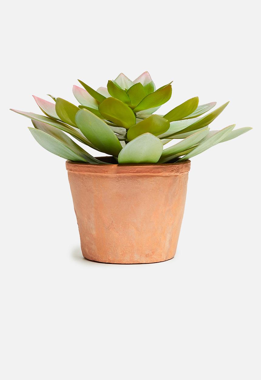 H&S - Cactus in terracotta pot