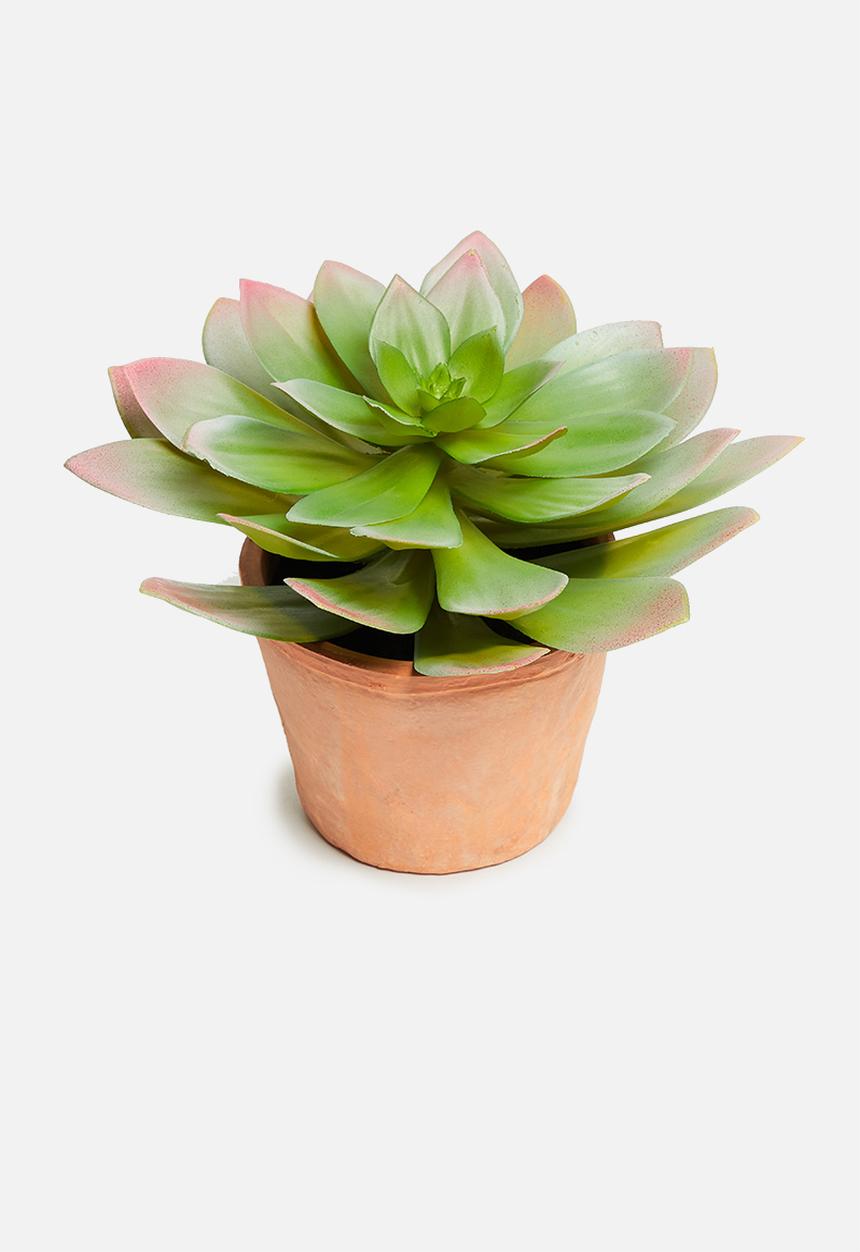 H&S - Cactus in terracotta pot