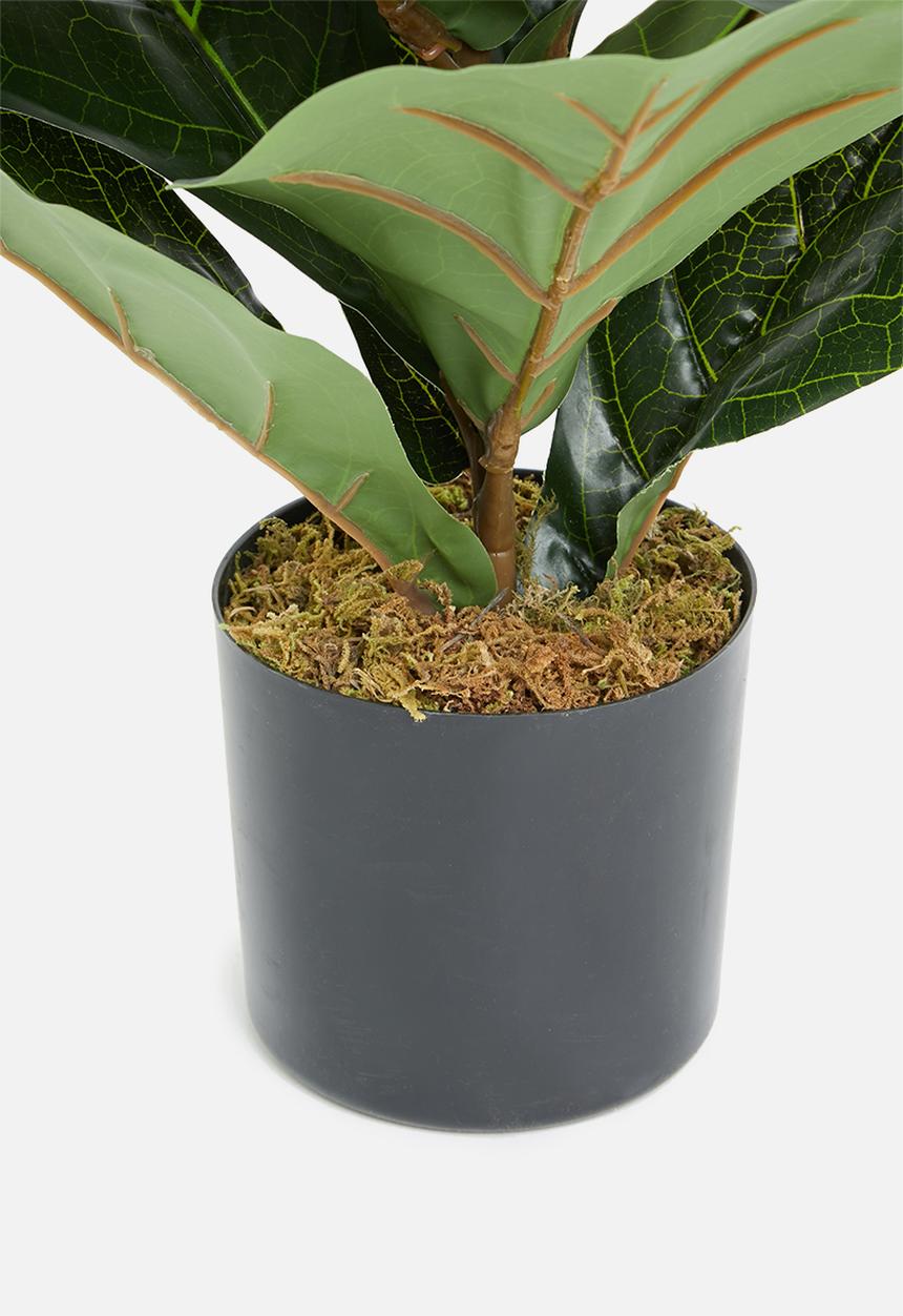 Sixth Floor - Fiddle fig artificial plant - green 