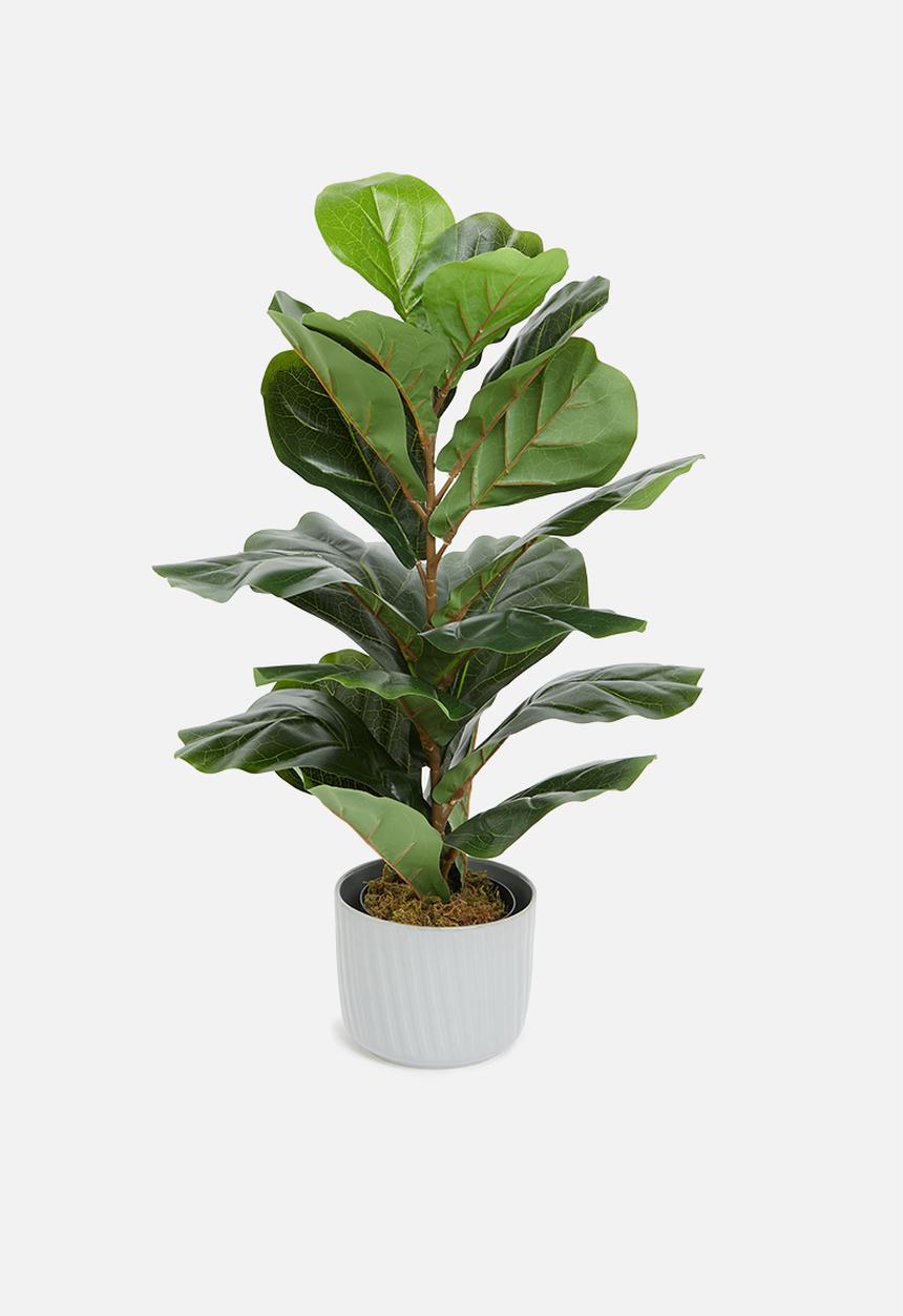 Sixth Floor - Fiddle fig artificial plant - green 
