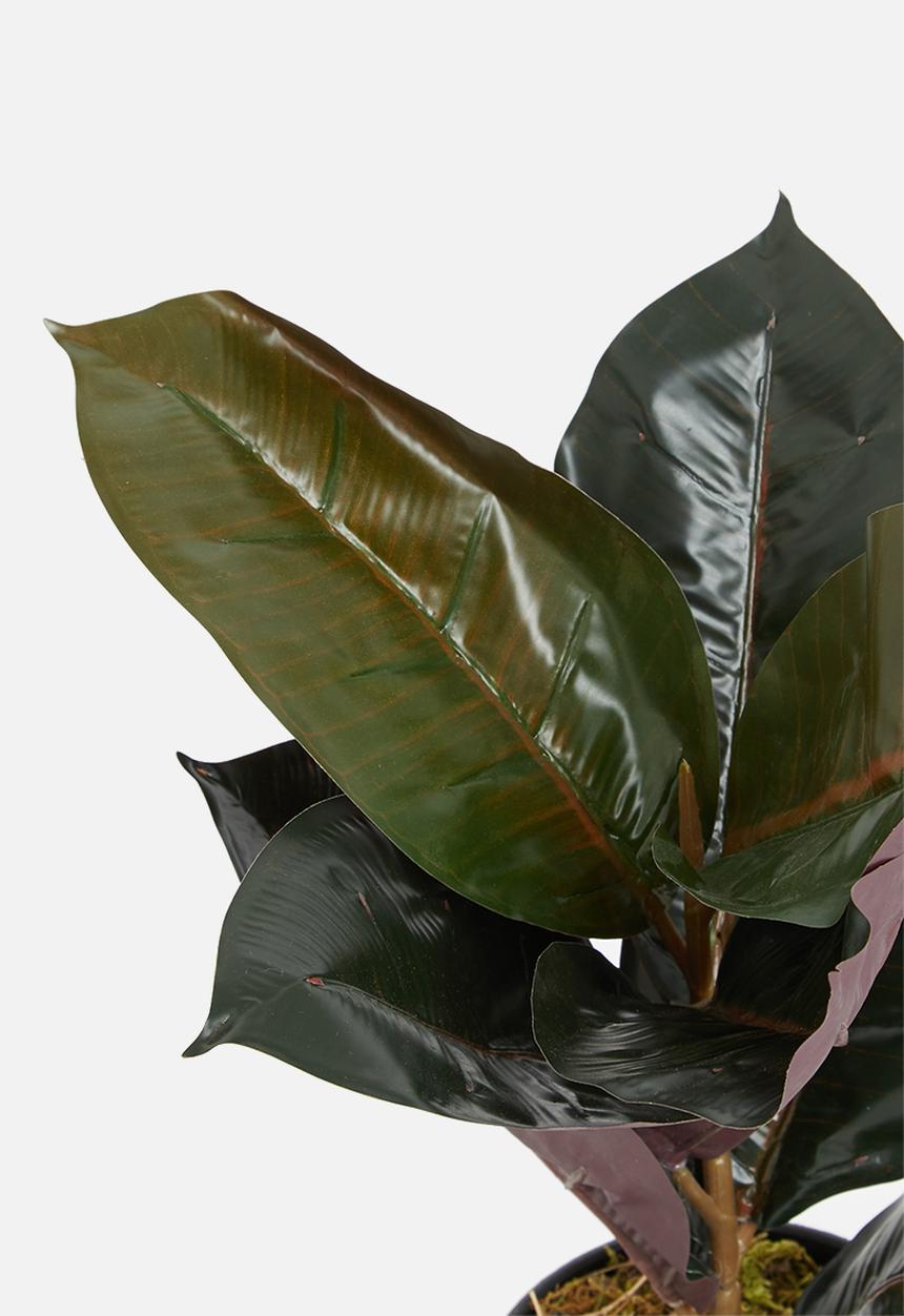 Sixth Floor - Rubber leaf artificial plant - green