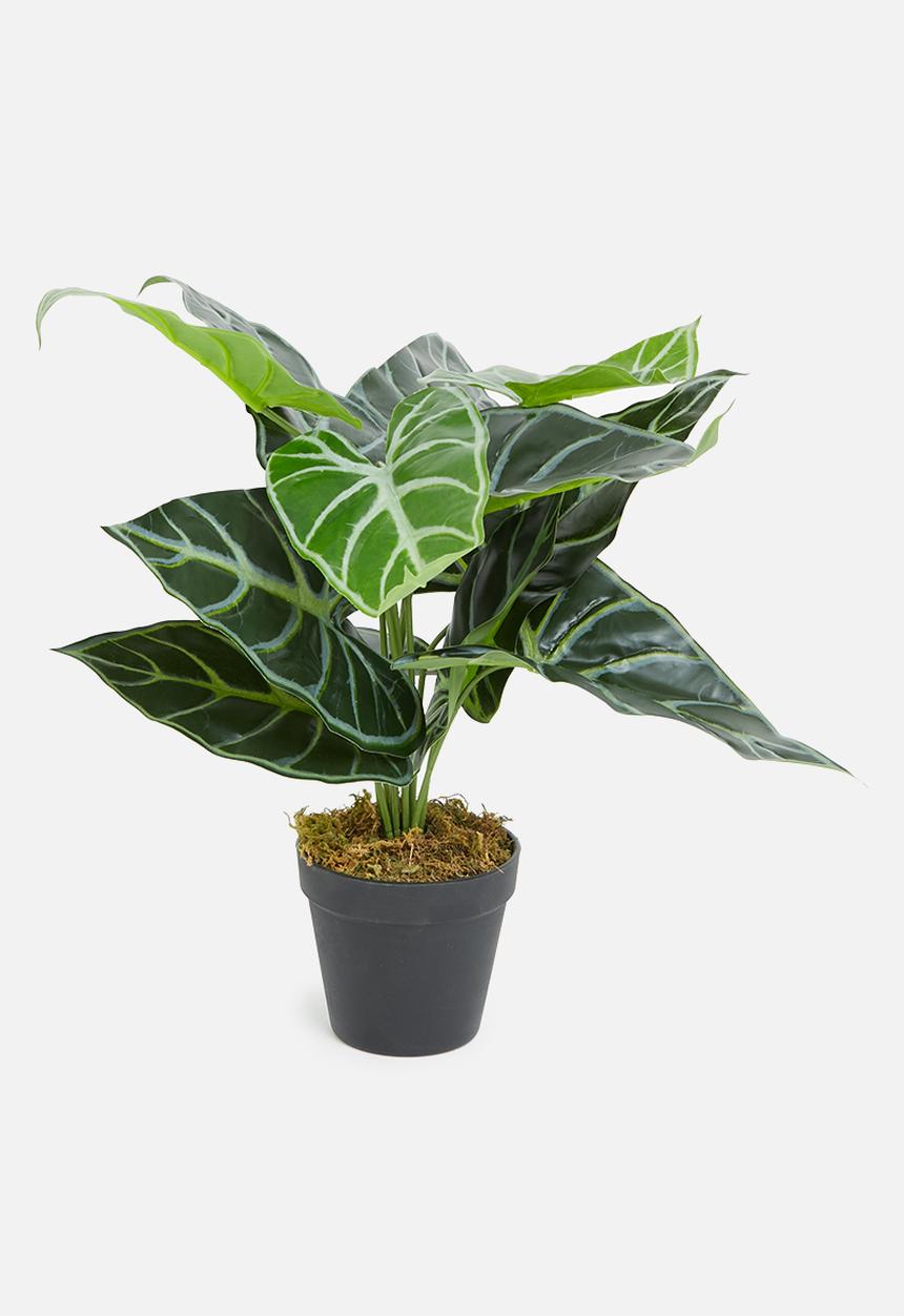 Sixth Floor - Mini taro artificial plant - green 