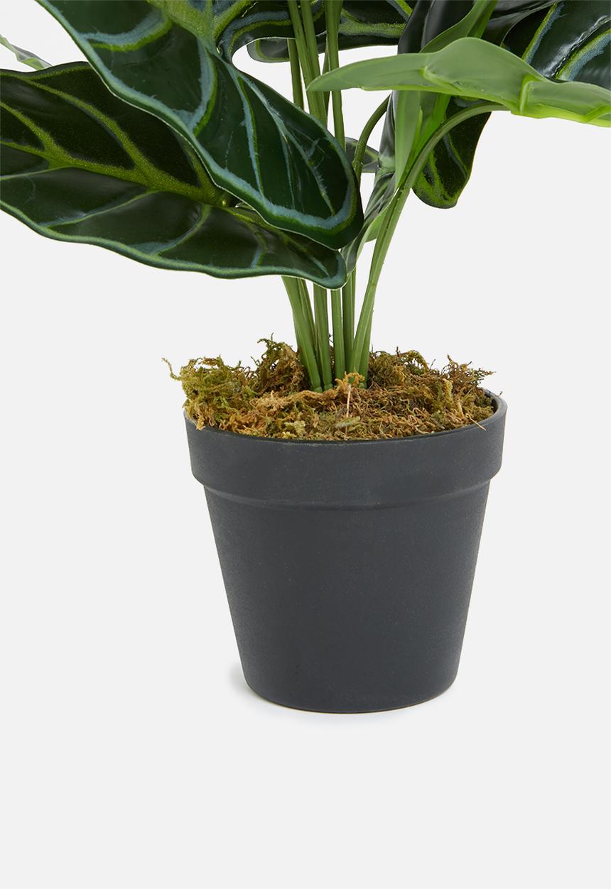 Sixth Floor - Mini taro artificial plant - green 