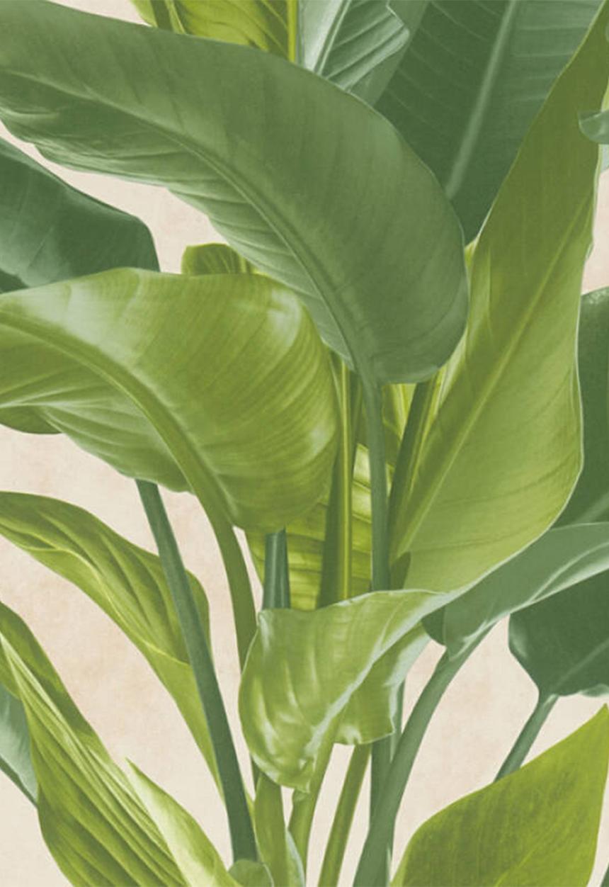 Home Fabrics - Floral wallpaper - cream & green