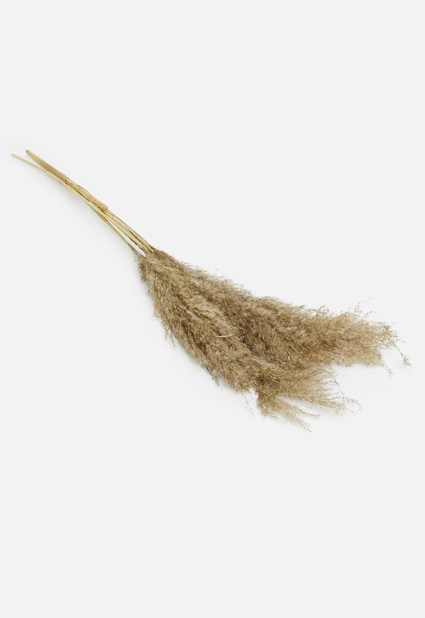 H&S - Pampas flowers - natural