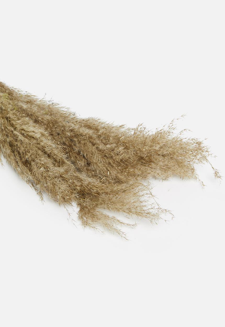 H&S - Pampas flowers - natural
