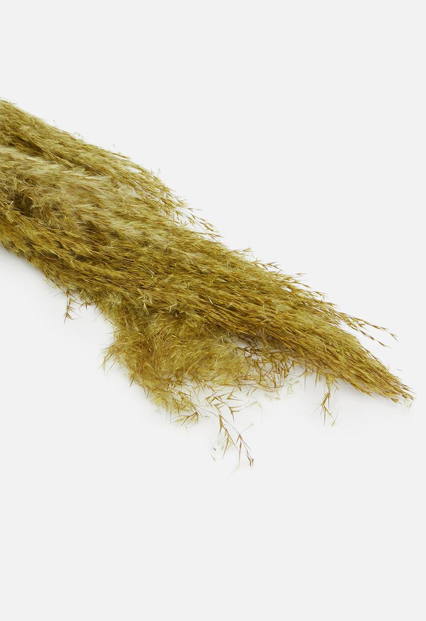 H&S - Pampas flowers - gold yellow