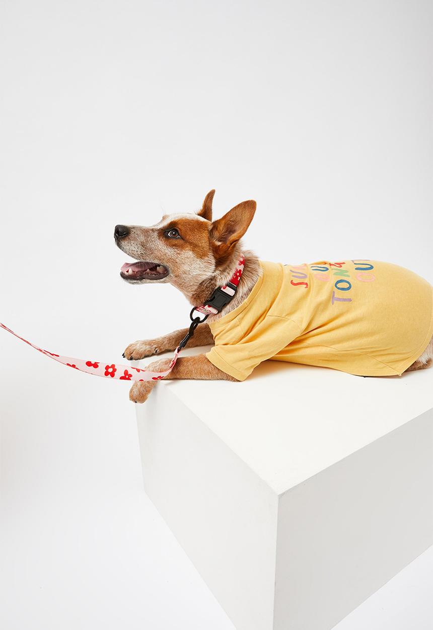 Typo - Pet club dog collar - whisper pink 