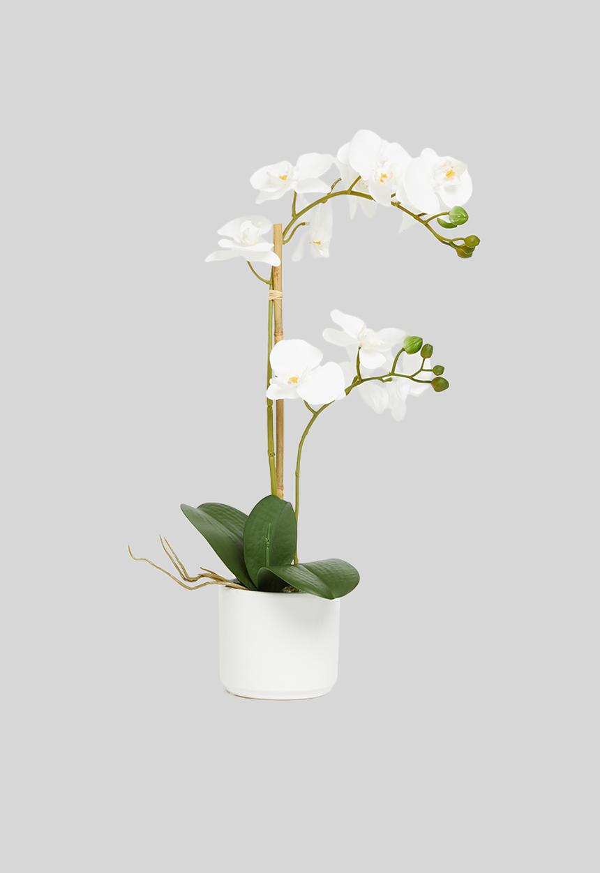Silk By Design - Orchid phalaenopsis in ceramic pot - white
