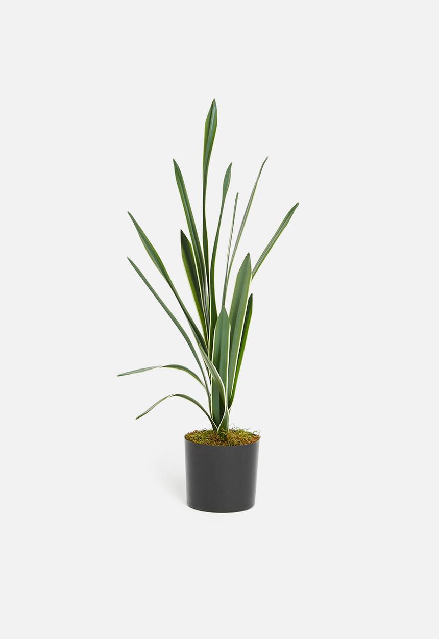 Silk By Design - Sanserveria artificial plant - plastic black pot