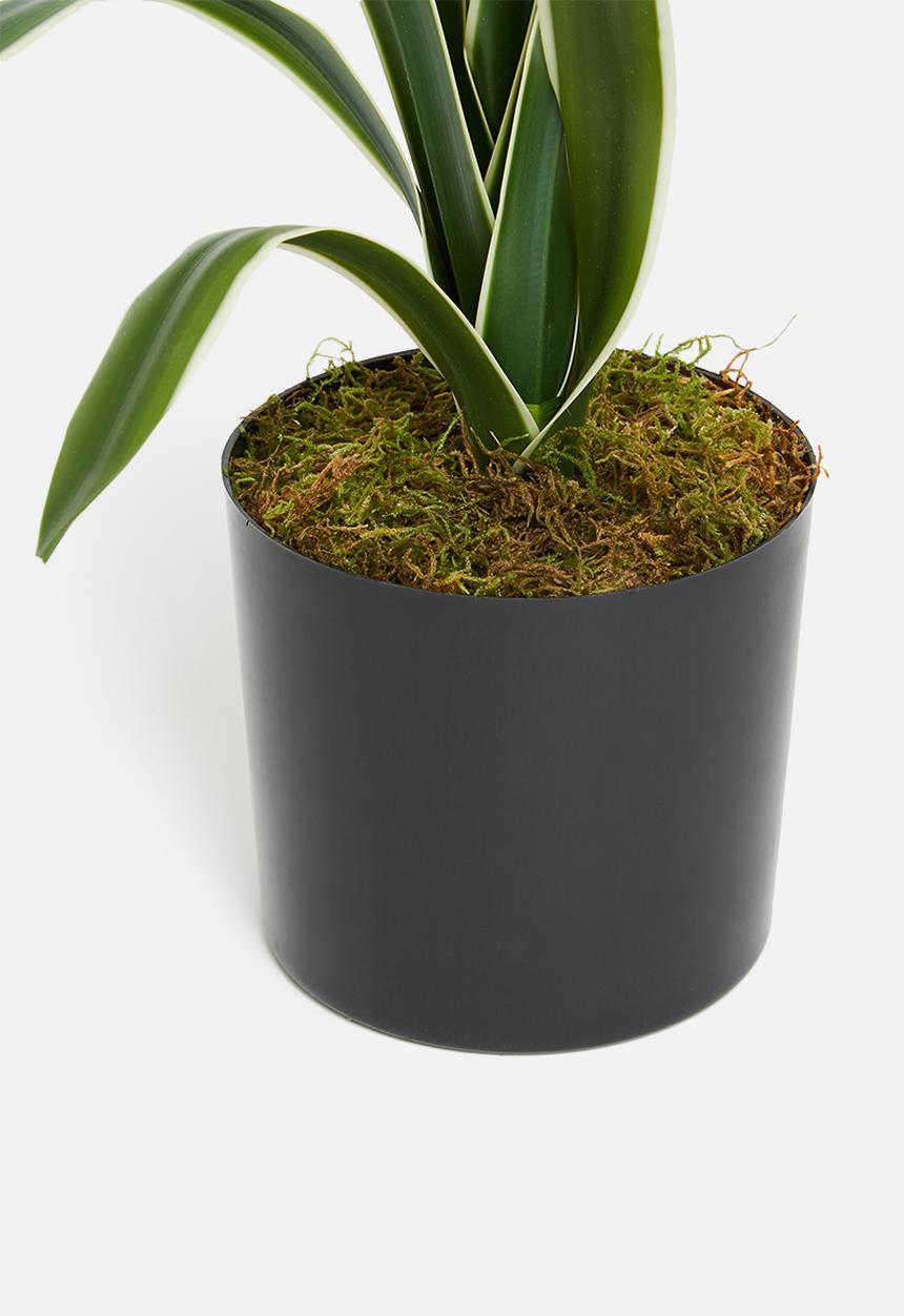 Silk By Design - Sanserveria artificial plant - plastic black pot