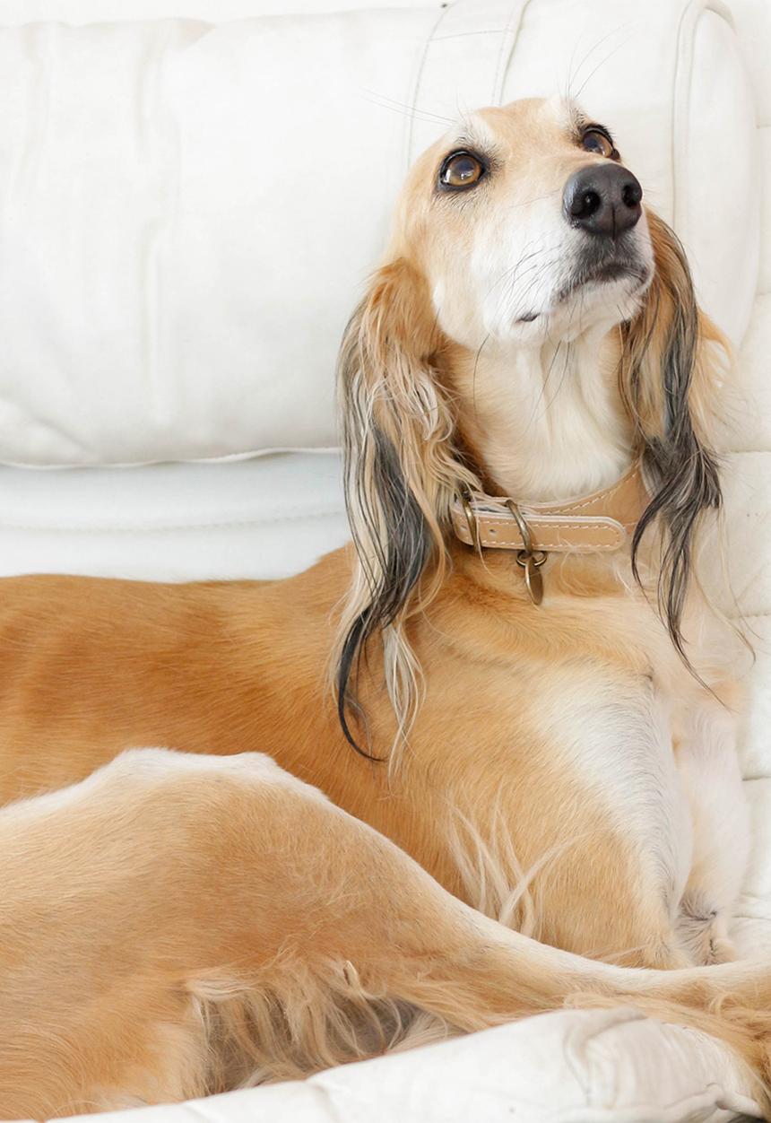 Houndstooth - Lurcher Curve collar - hazelnut