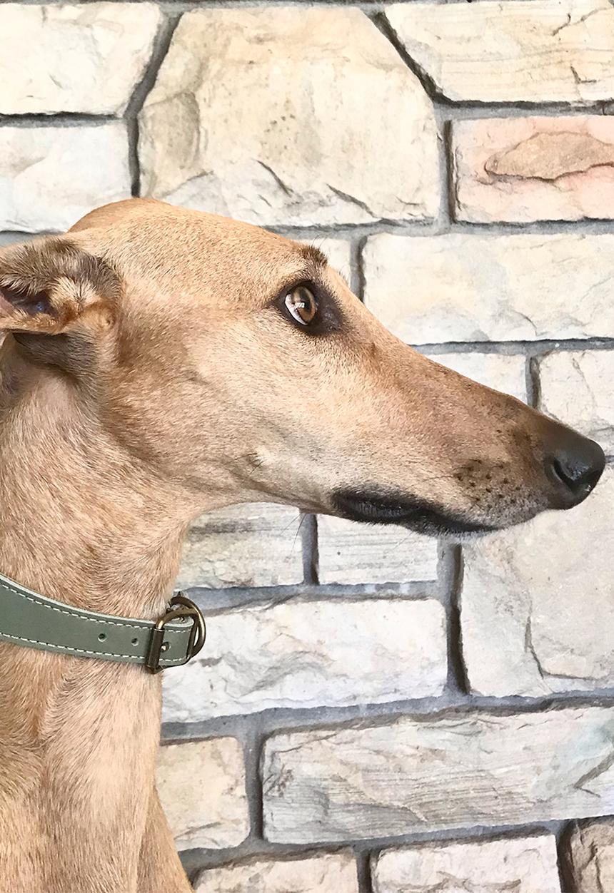 Houndstooth - Lurcher Curve collar - sage