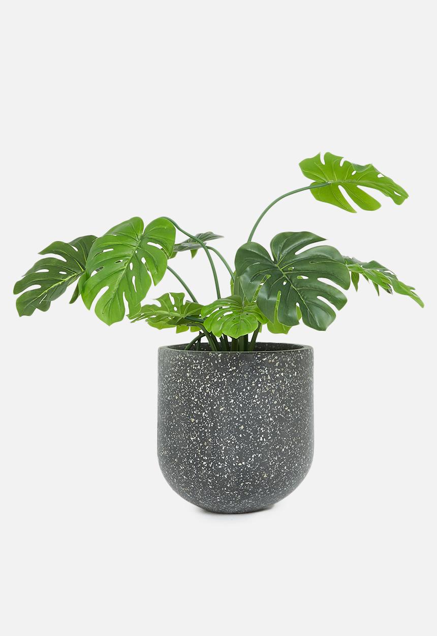 Potanical - Black pearl planter - black seashell