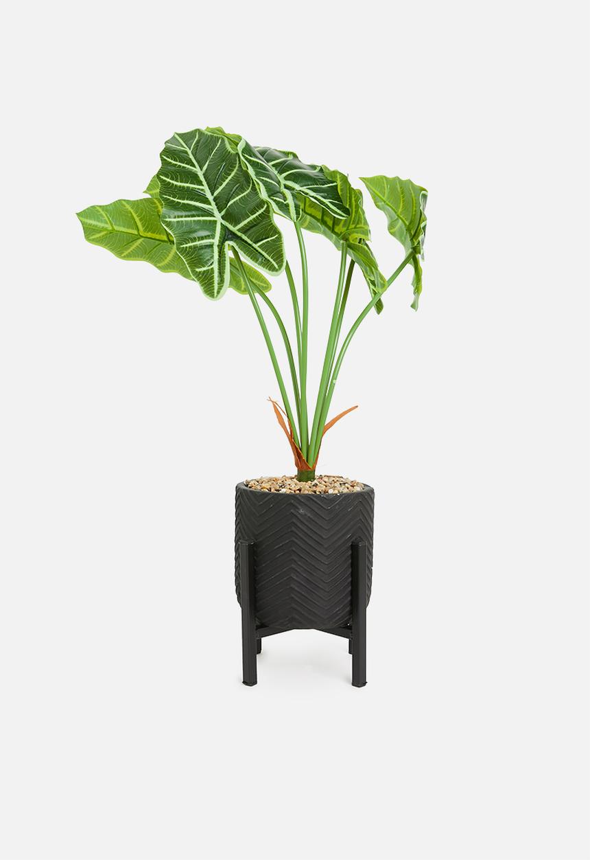 H&S - Poilow pot plant