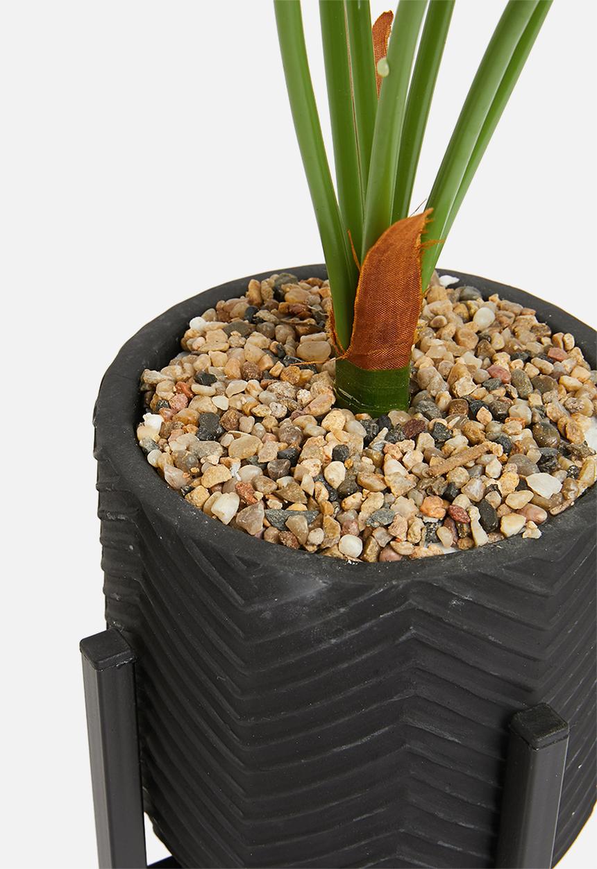 H&S - Poilow pot plant