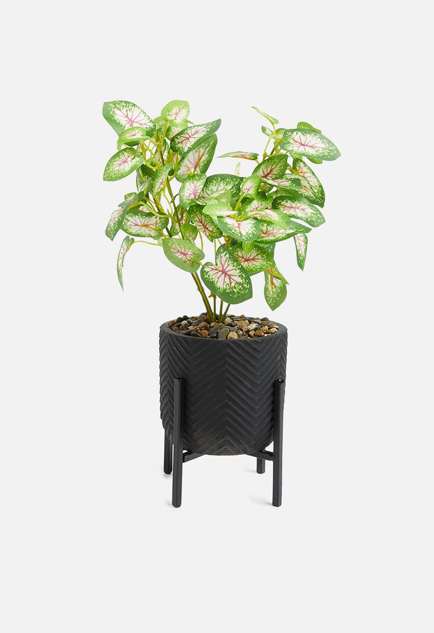 H&S - Calladium potted plant 