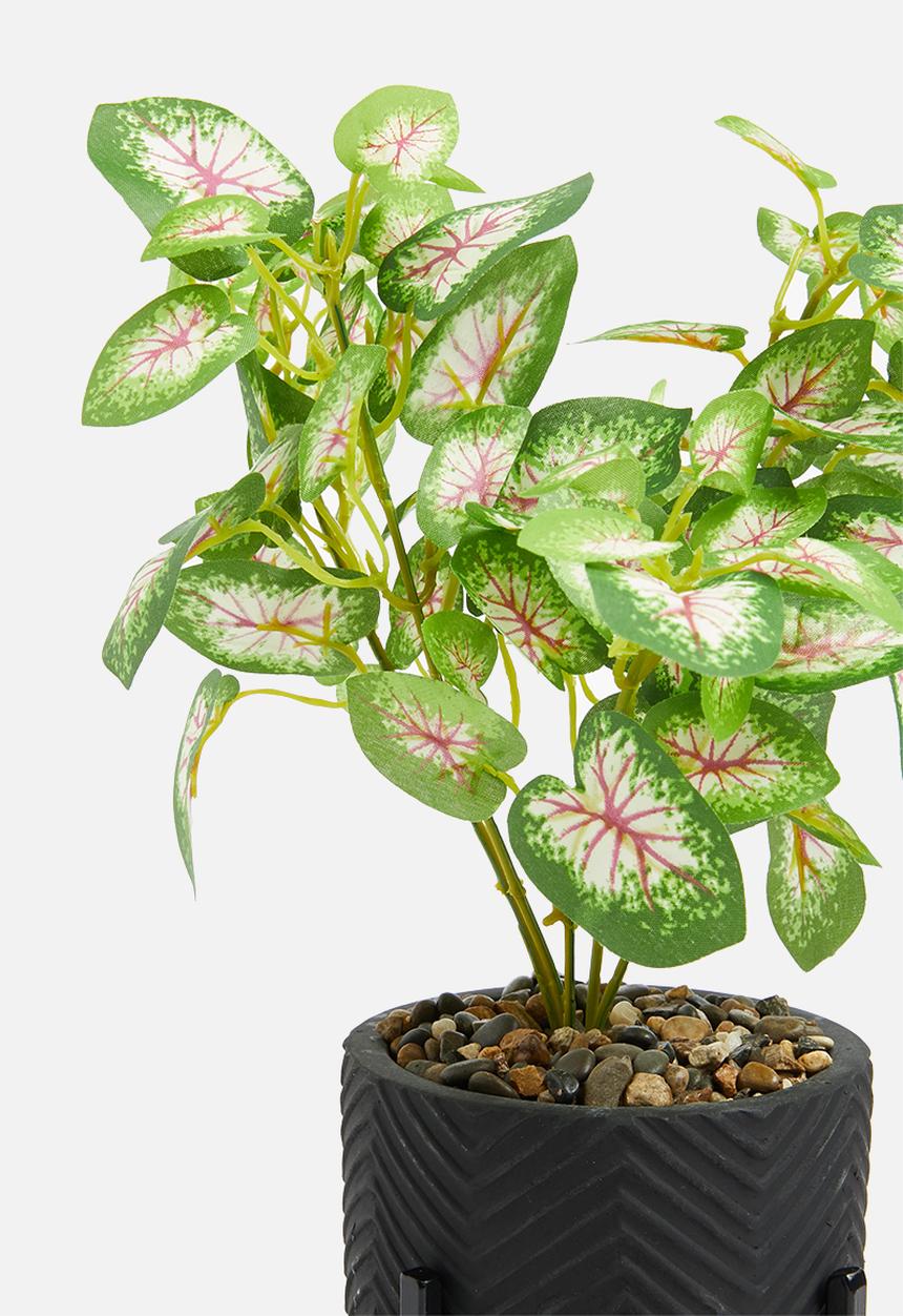 H&S - Calladium potted plant 