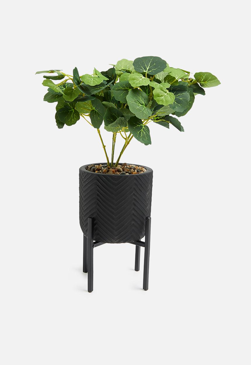 H&S - nasturtium potted plant
