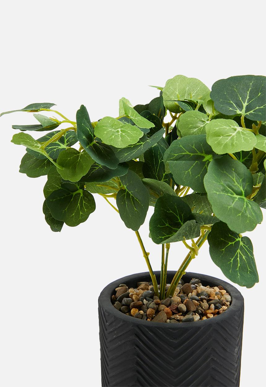 H&S - nasturtium potted plant