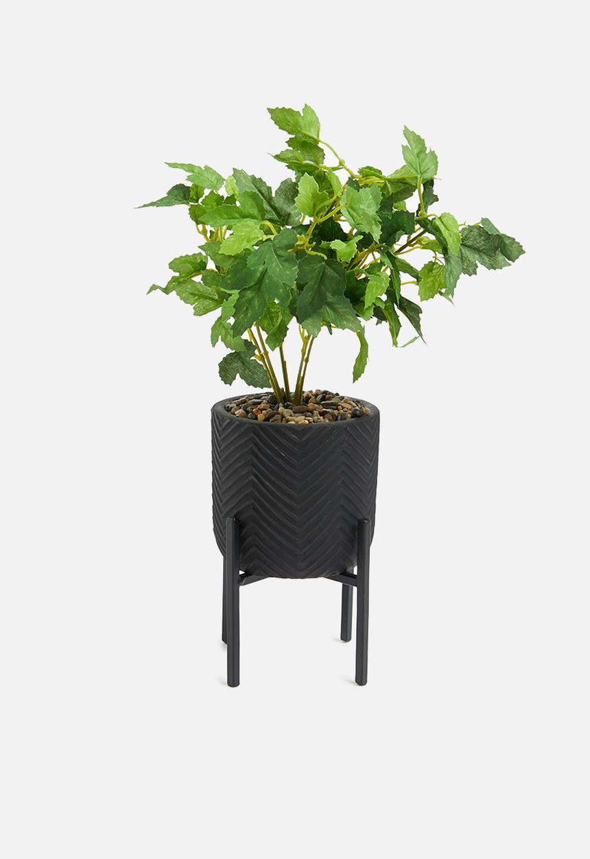 H&S - Vine potted plant
