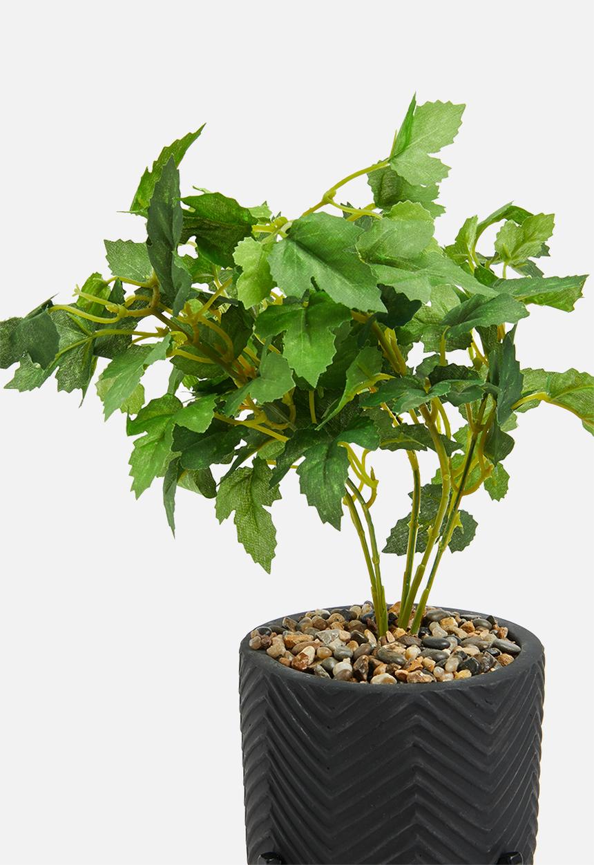 H&S - Vine potted plant