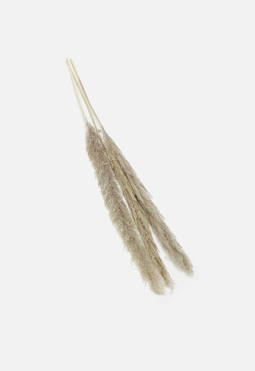 H&S - Pampas grass - sand