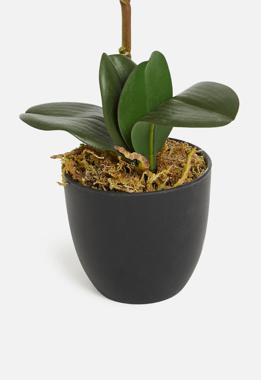 Sixth Floor - Orchid artificial plant - black pot