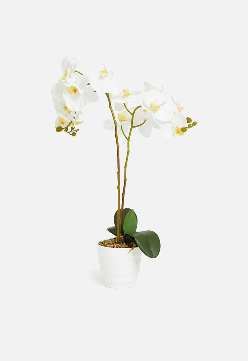 Sixth Floor - Double stemmed artificial orchid - white pot