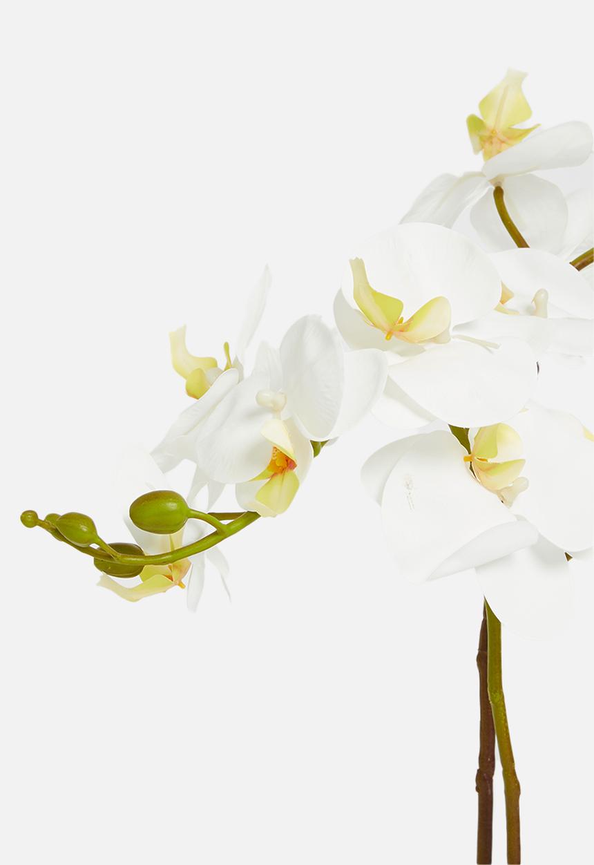 Sixth Floor - Double stemmed artificial orchid - white pot