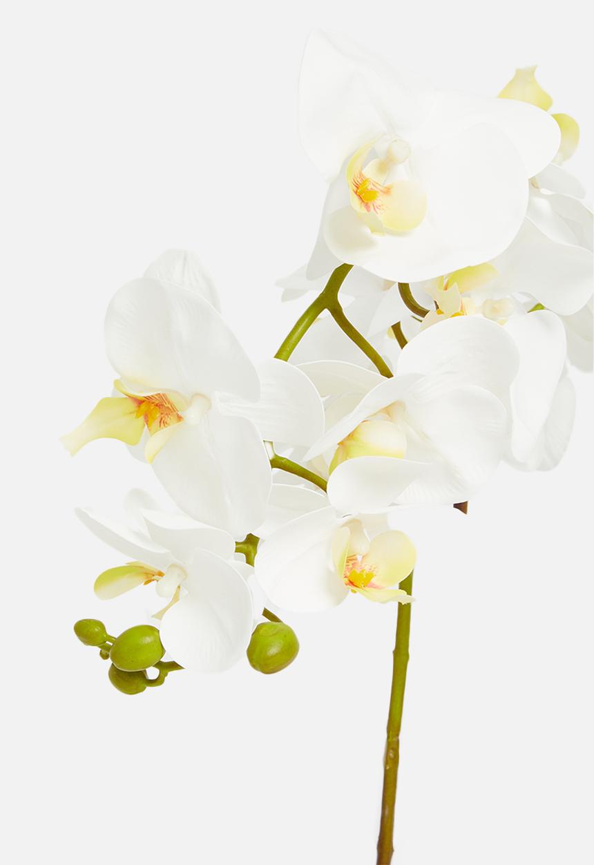 Sixth Floor - Double stemmed artificial orchid - white pot