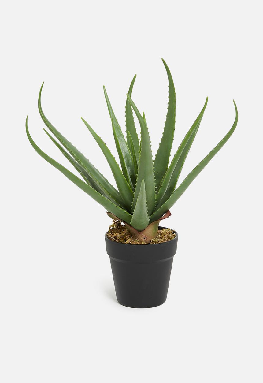 Sixth Floor - Aloe apple artificial plant - black plastic pot