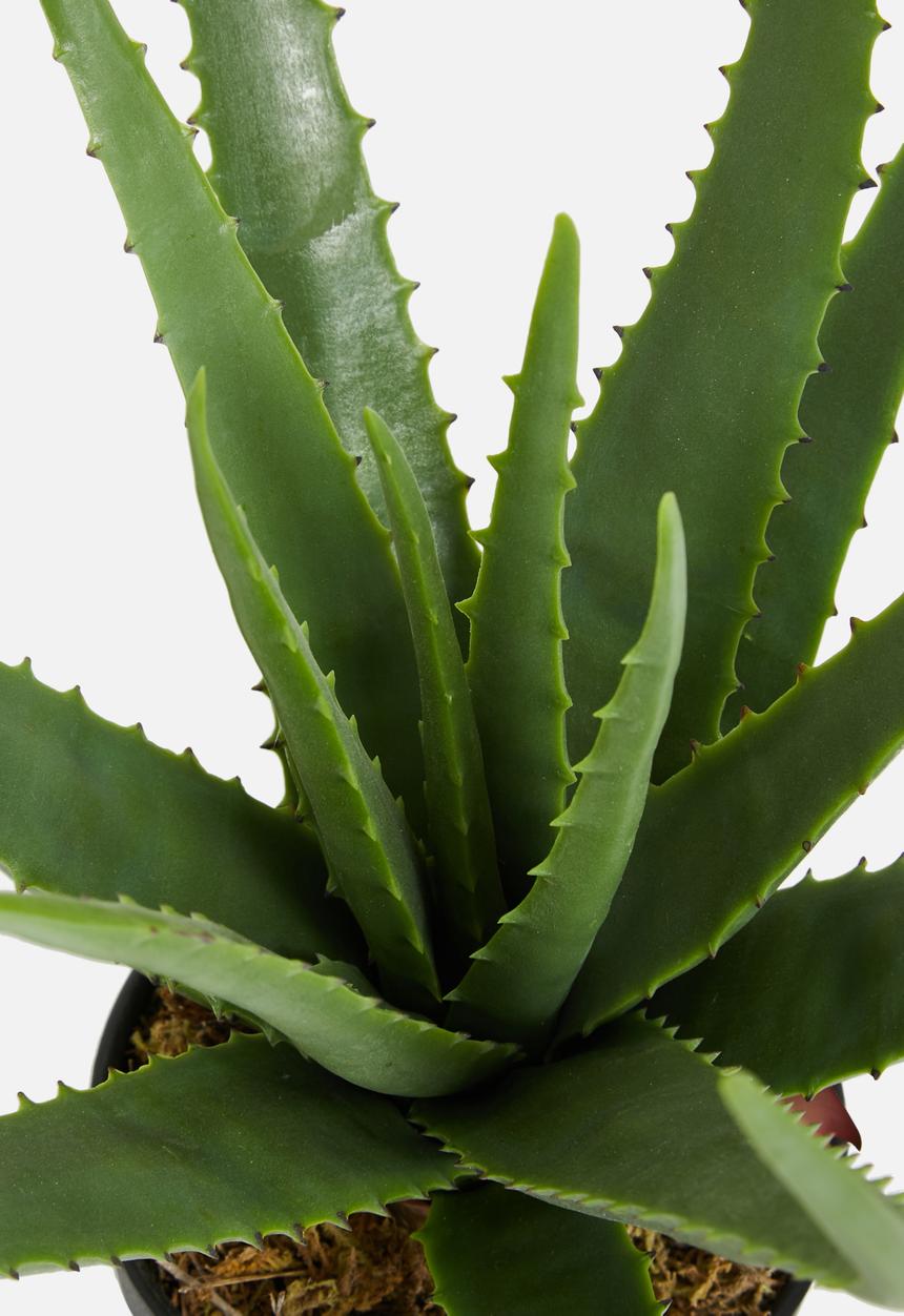 Sixth Floor - Aloe apple artificial plant - black plastic pot