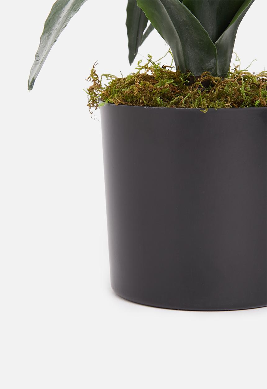 Silk By Design - Aloe artificial plant in pvc pot - green