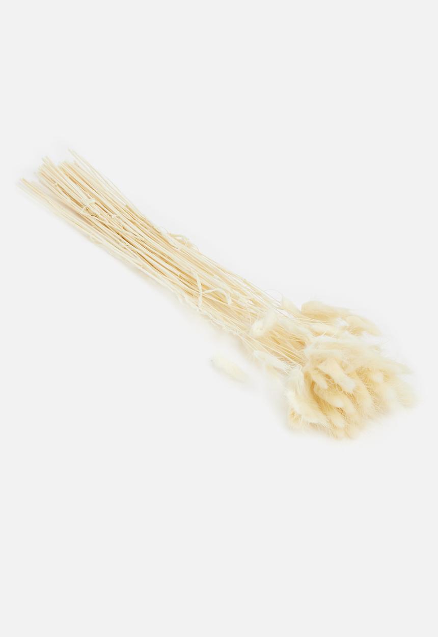 Wild Flower Art - Bunny tail bunch of 50 stems - bleached
