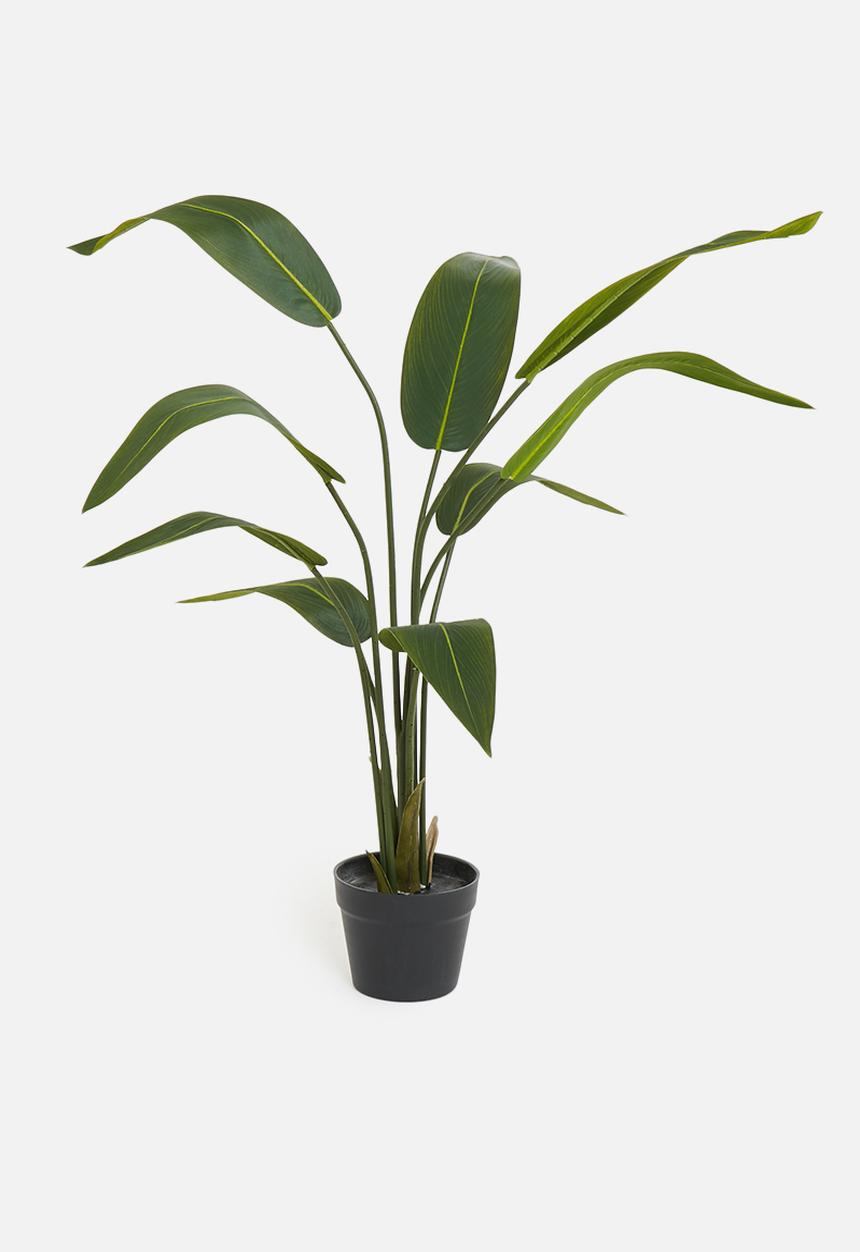 H&S - Strelitzia Potted plant