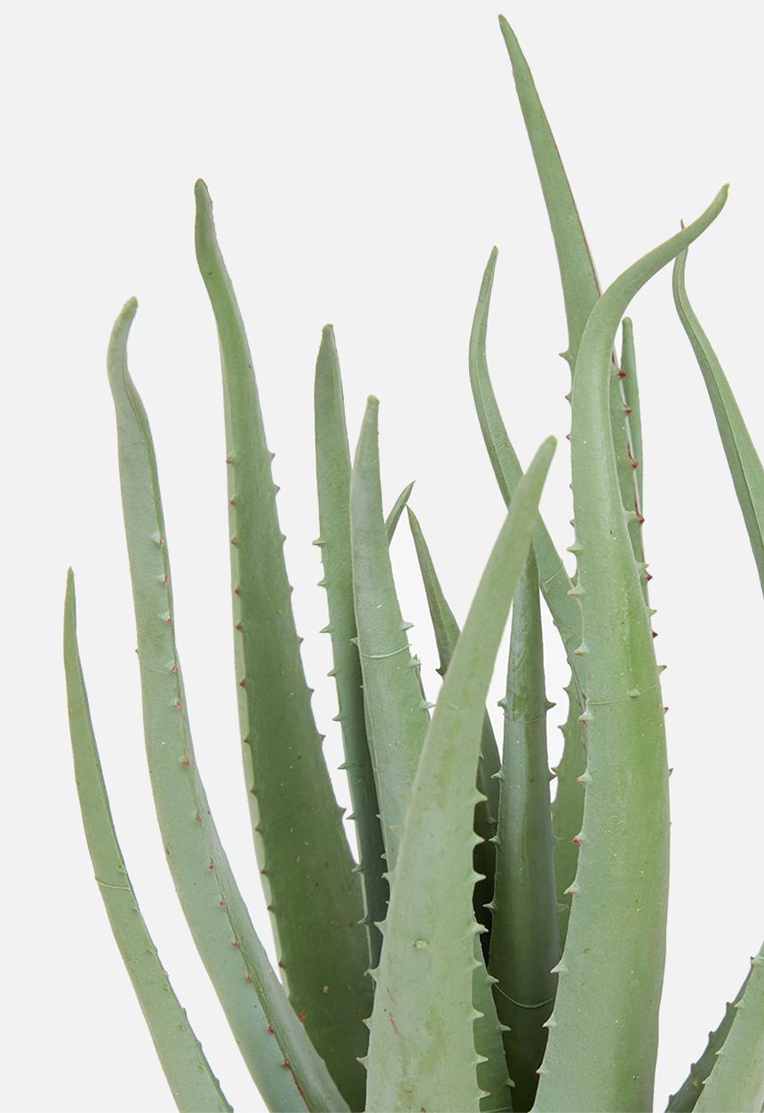 H&S - Potted plant - green