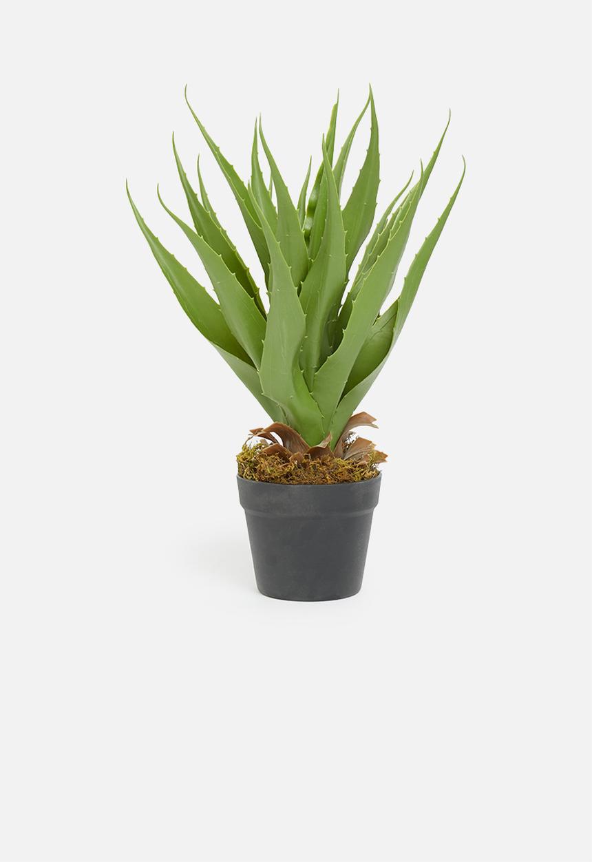 Sixth Floor - Yucca plant artificial plant - 60cm h