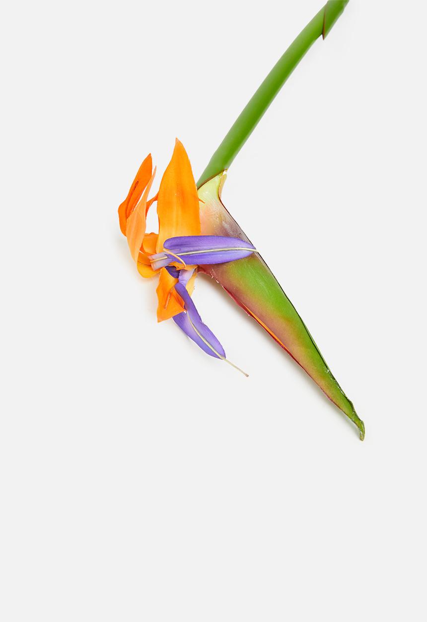 Silk By Design - Bird of paradise single stem - multi