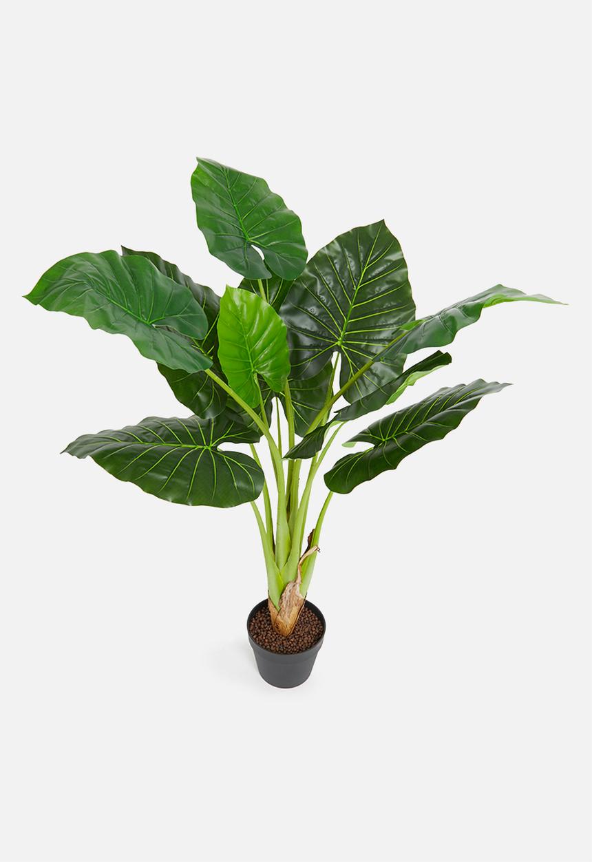 H&S - Plant- green3