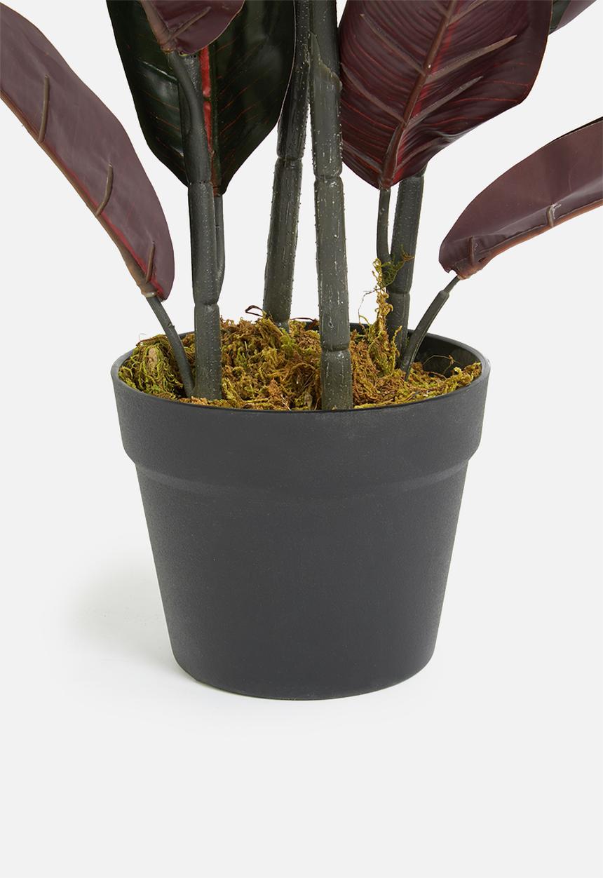 Sixth Floor - Rubber tree artificial plant - 90cm h