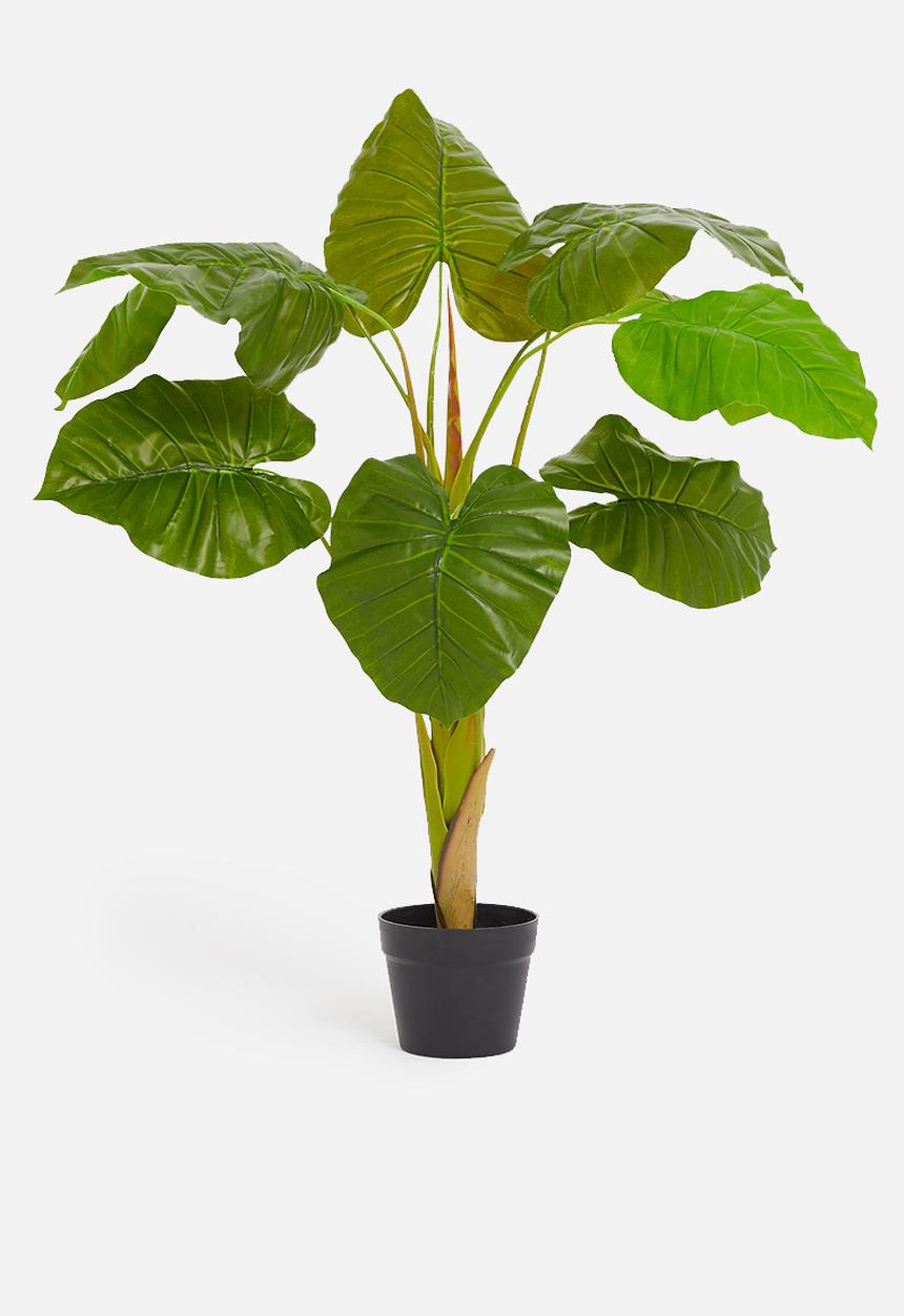 H&S - Alocasia potted plant - green