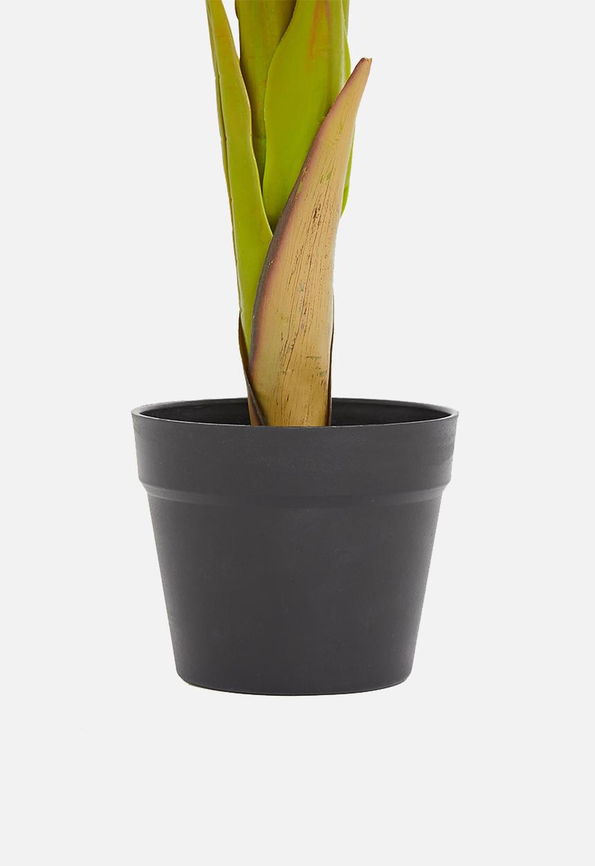 H&S - Alocasia potted plant - green