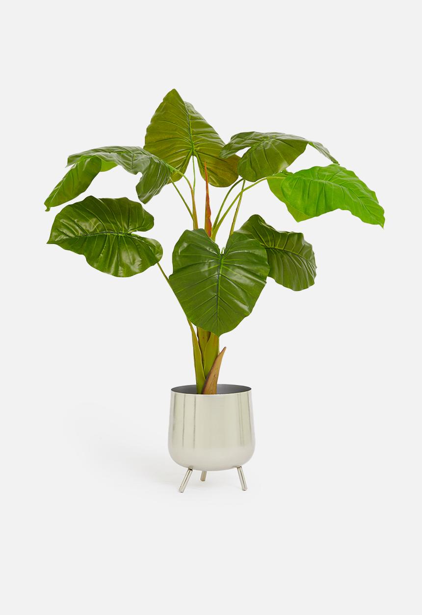 H&S - Alocasia potted plant - green