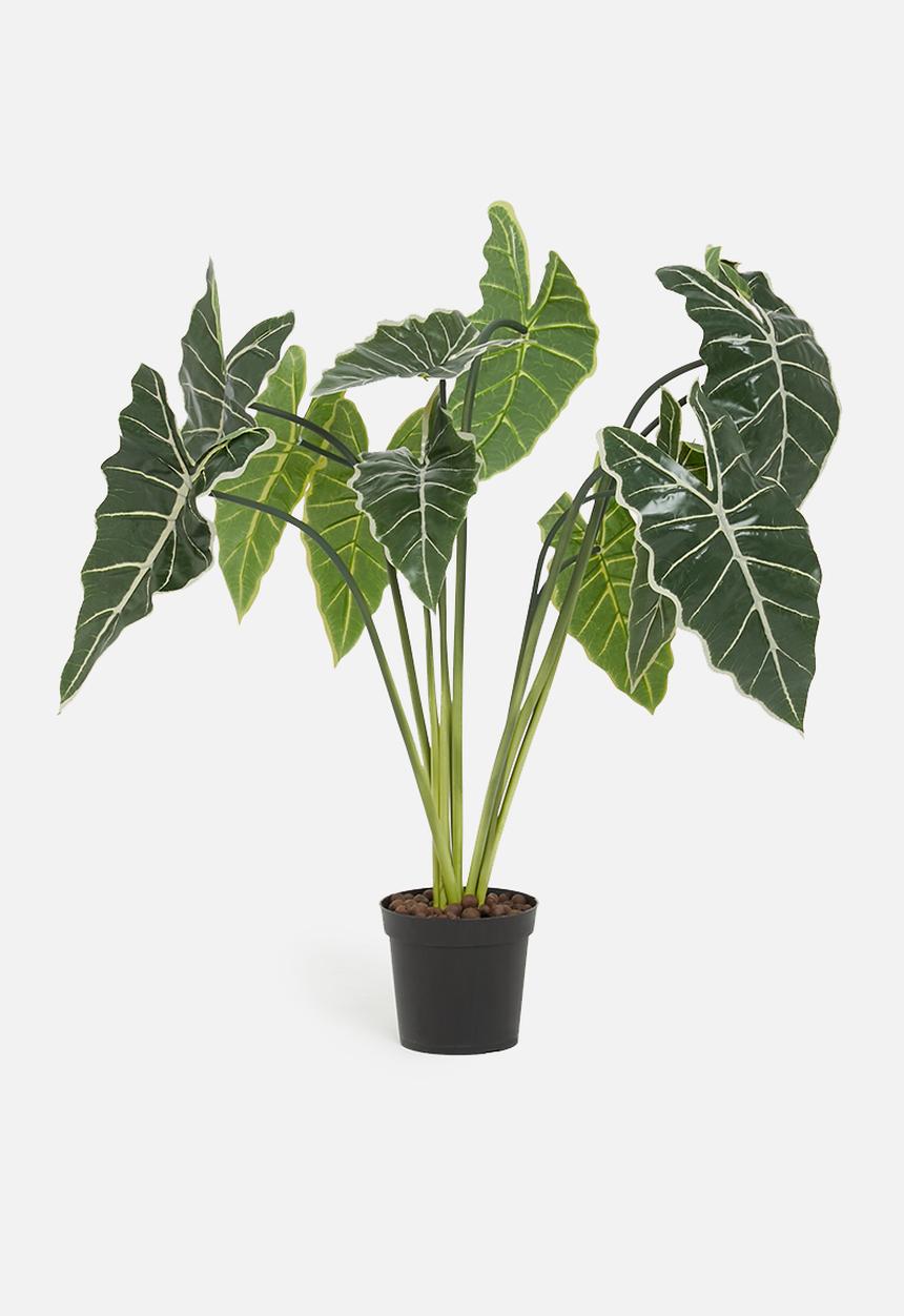 H&S - Plant - green