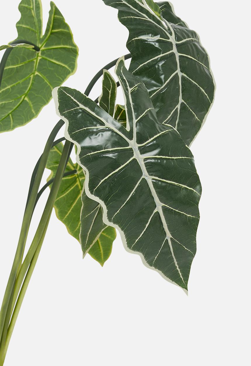 H&S - Plant - green